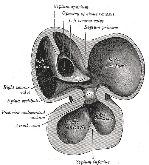 Fig. 465