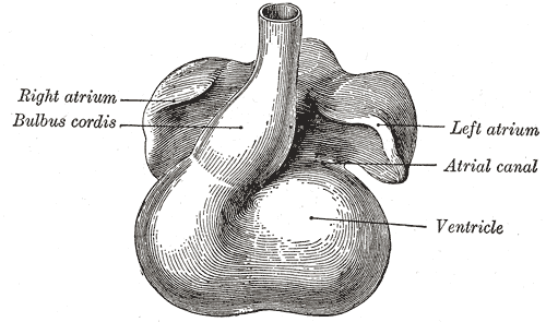 Fig. 466