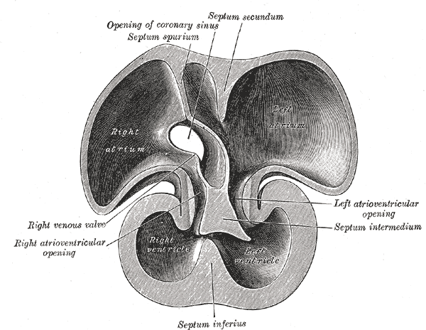 Fig. 467