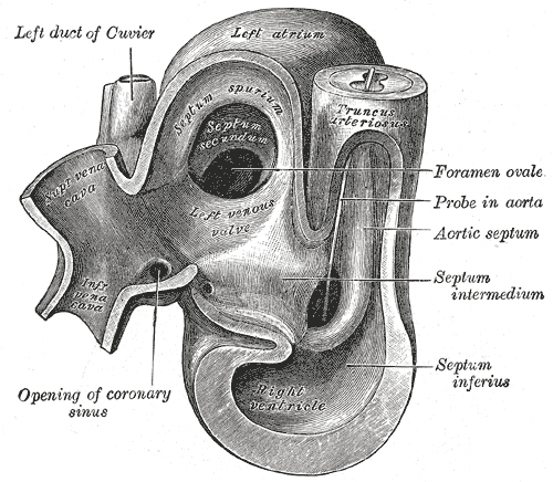 Fig. 468