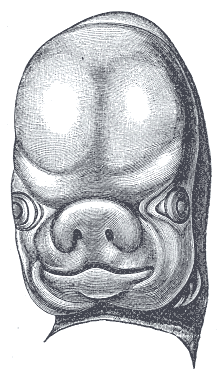 Fig. 47