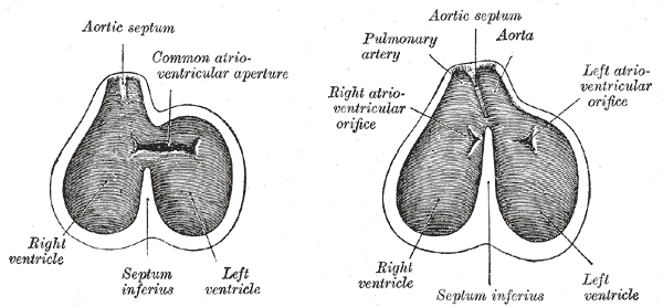 Fig. 470