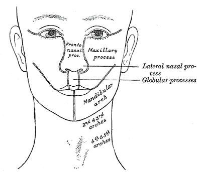 Fig. 48