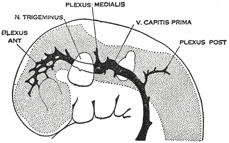 Fig. 481