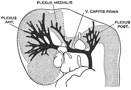 Fig. 482