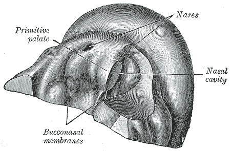 Fig. 49