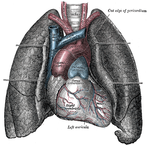 Fig. 490