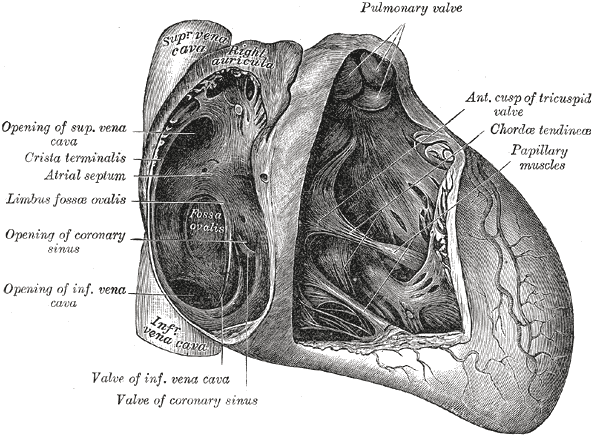 Fig. 493