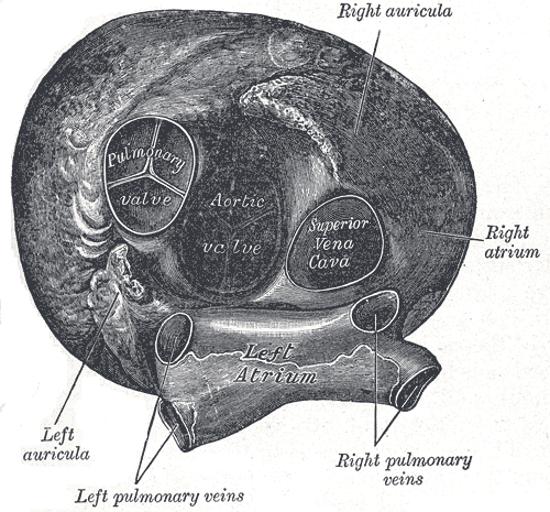 Fig. 494