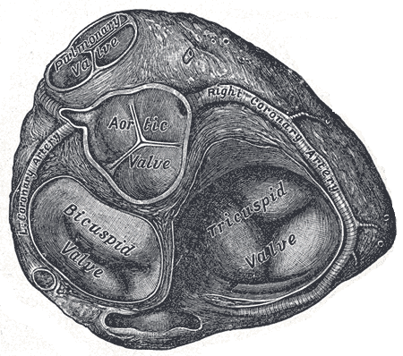 Fig. 495