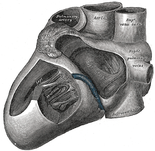 Fig. 496