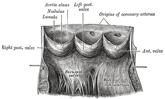 Fig. 497