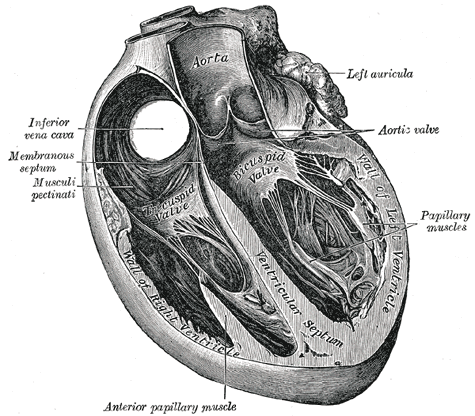 Fig. 498