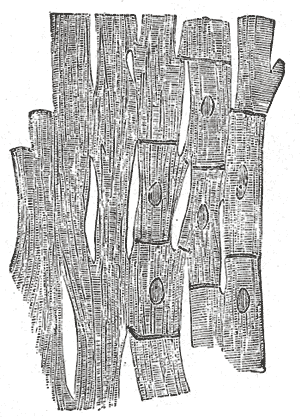Fig. 499
