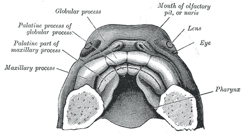 Fig. 50