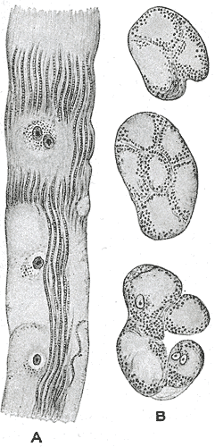 Fig. 500