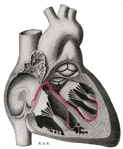 Fig. 501