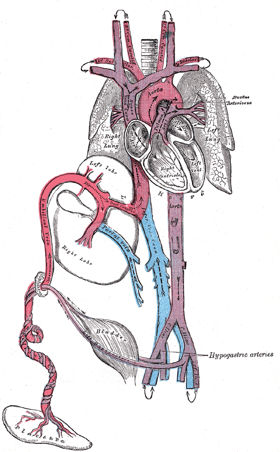 Fig. 502