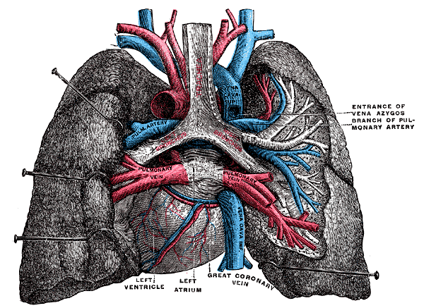 Fig. 504