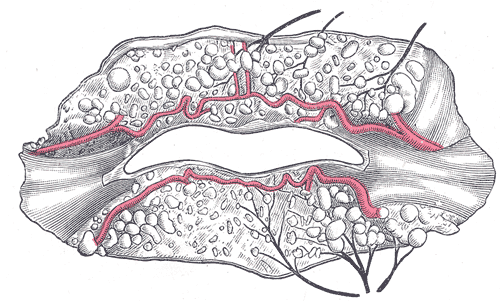 Fig. 509