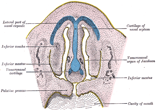 Fig. 51