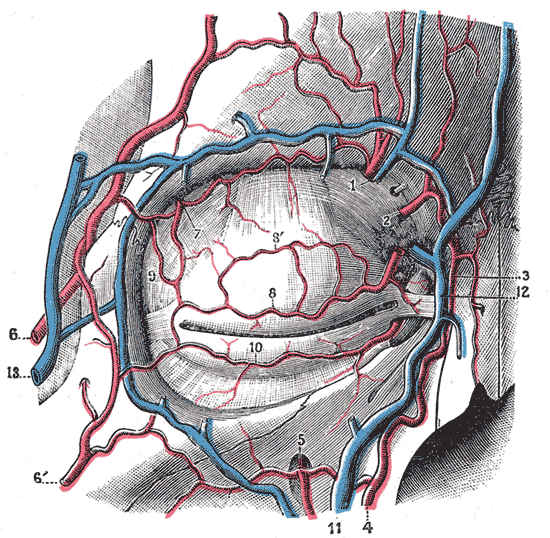 Fig. 515
