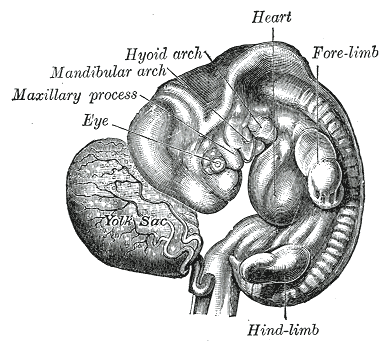 Fig. 52