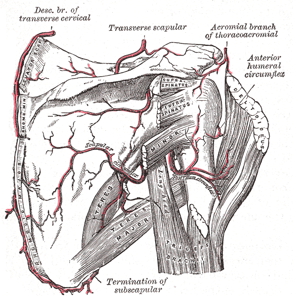 Fig. 521