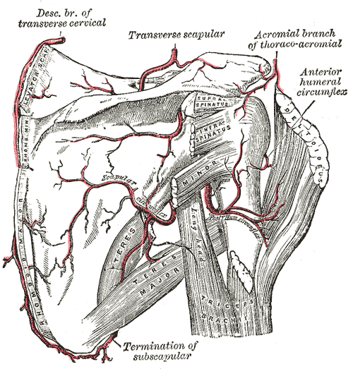 Fig. 524
