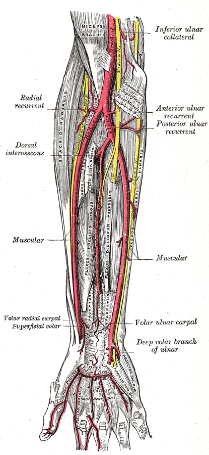 Fig. 528