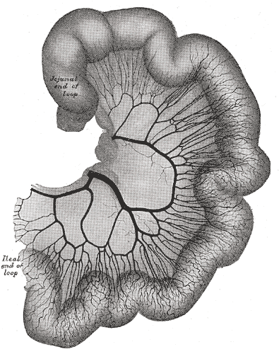 Fig. 535