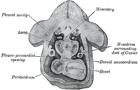 Fig. 54