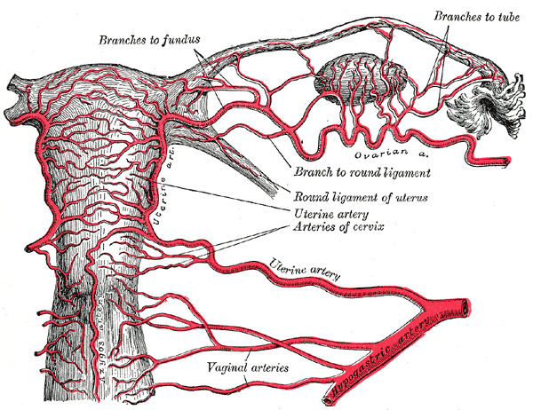 Fig. 540