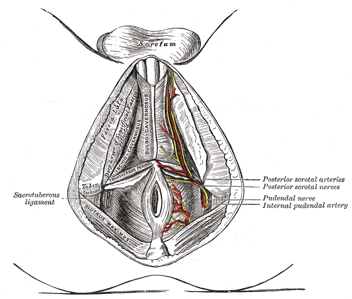 Fig. 542