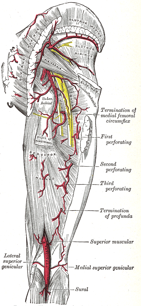 Fig. 544