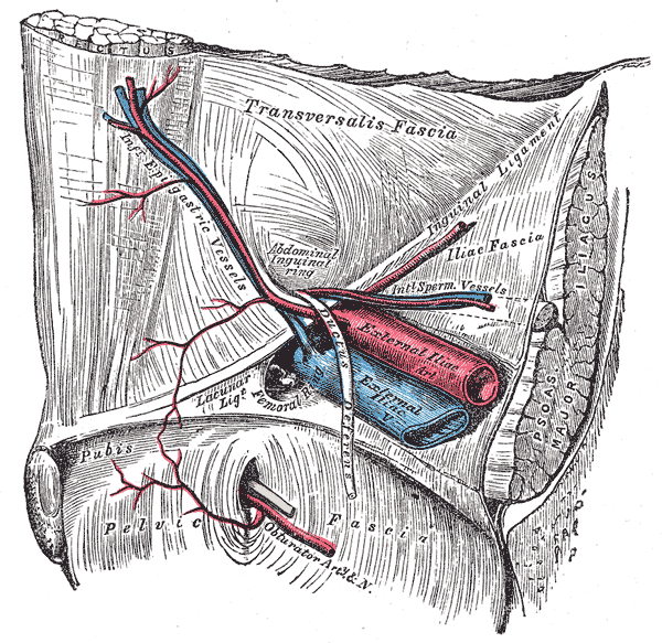 Fig. 547