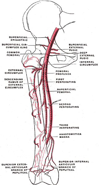 Fig. 548