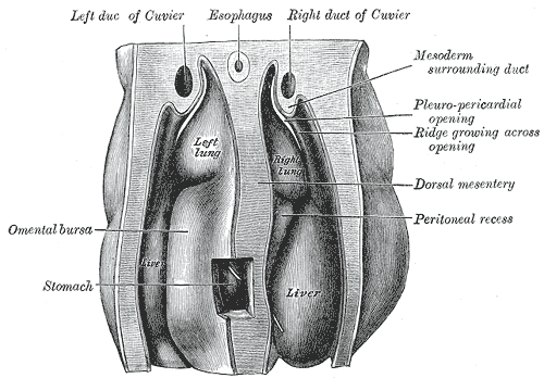 Fig. 55