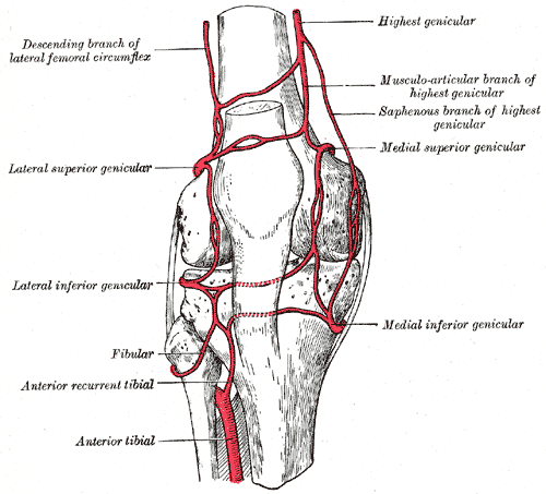 Fig. 552