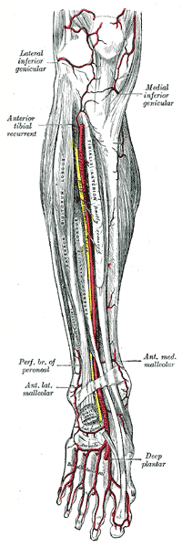 Fig. 553