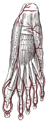 Fig. 554