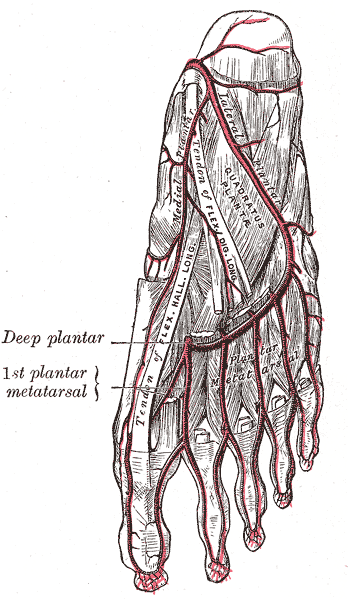 Fig. 555
