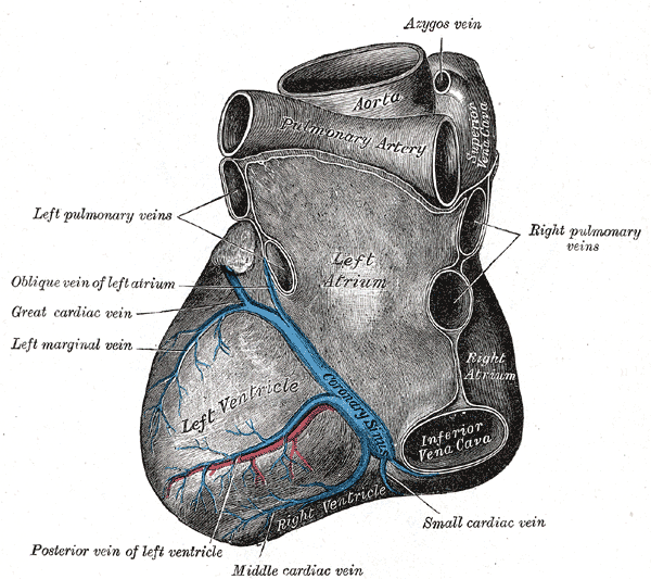 Fig. 556