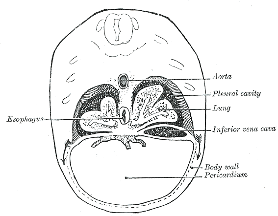 Fig. 56