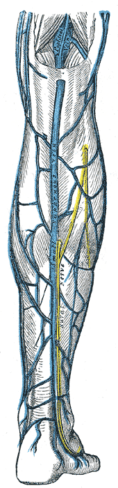 Fig. 582