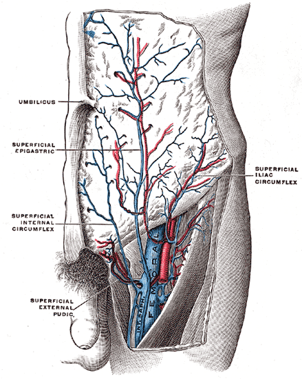 Fig. 584
