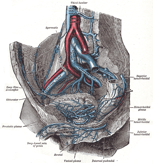 Fig. 585