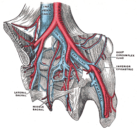 Fig. 586