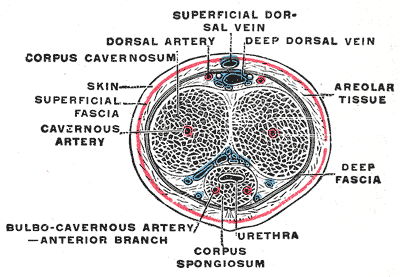 Fig. 588
