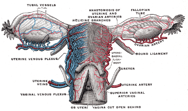 Fig. 589